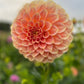 Dahlia 'Bracken Sarah'