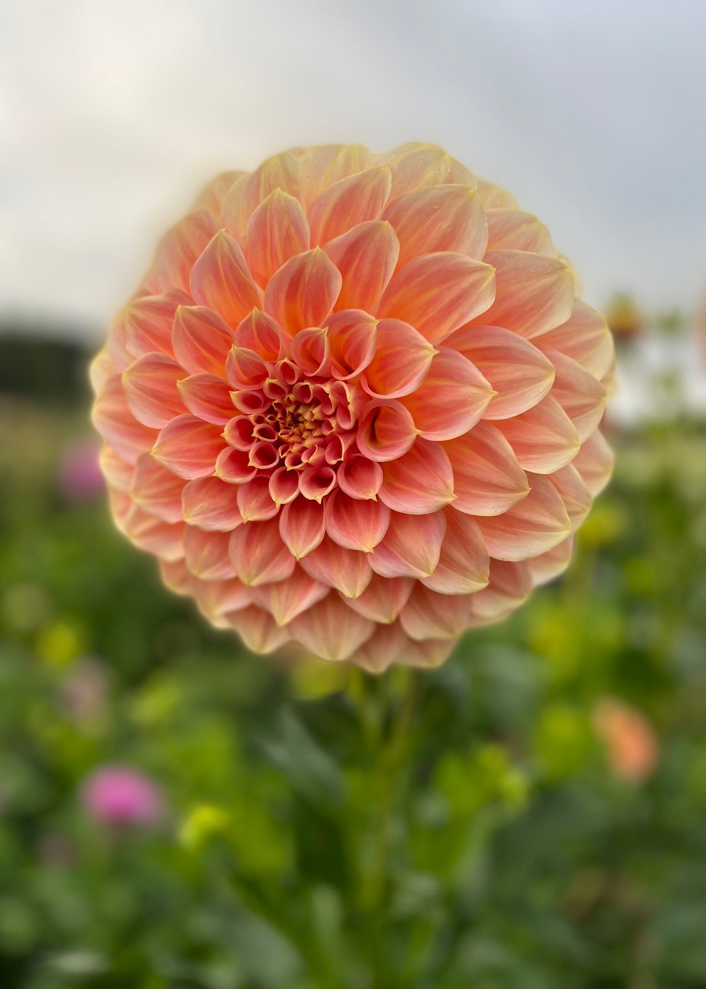 Dahlia 'Bracken Sarah'