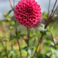 Dahlia 'Winkie Truffle'