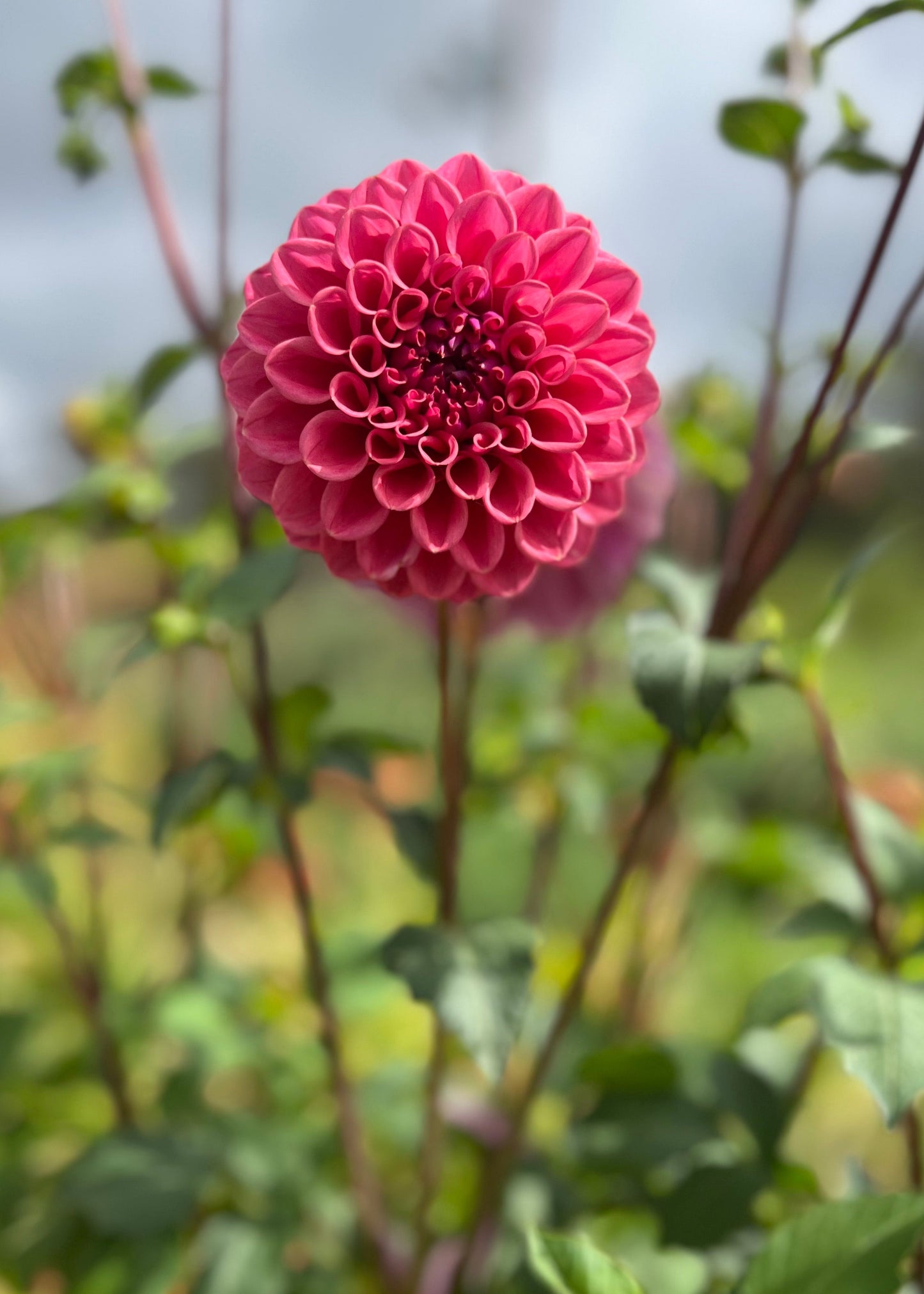 Dahlia 'Winkie Truffle'