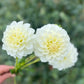 Dahlia 'Snowy'