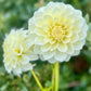 Farmgate Bunches ~ Small Decorative Dahlias
