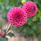 Dahlia 'Winkie Truffle'