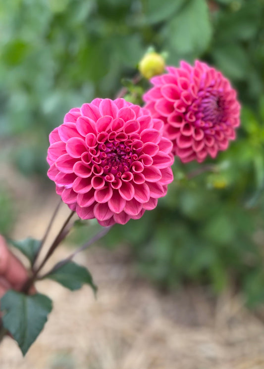 Dahlia 'Winkie Truffle'