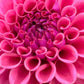 Dahlia 'Winkie Truffle'