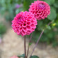 Farmgate Bunches ~ Miniature Decorative Dahlias