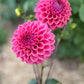 Dahlia 'Winkie Truffle'