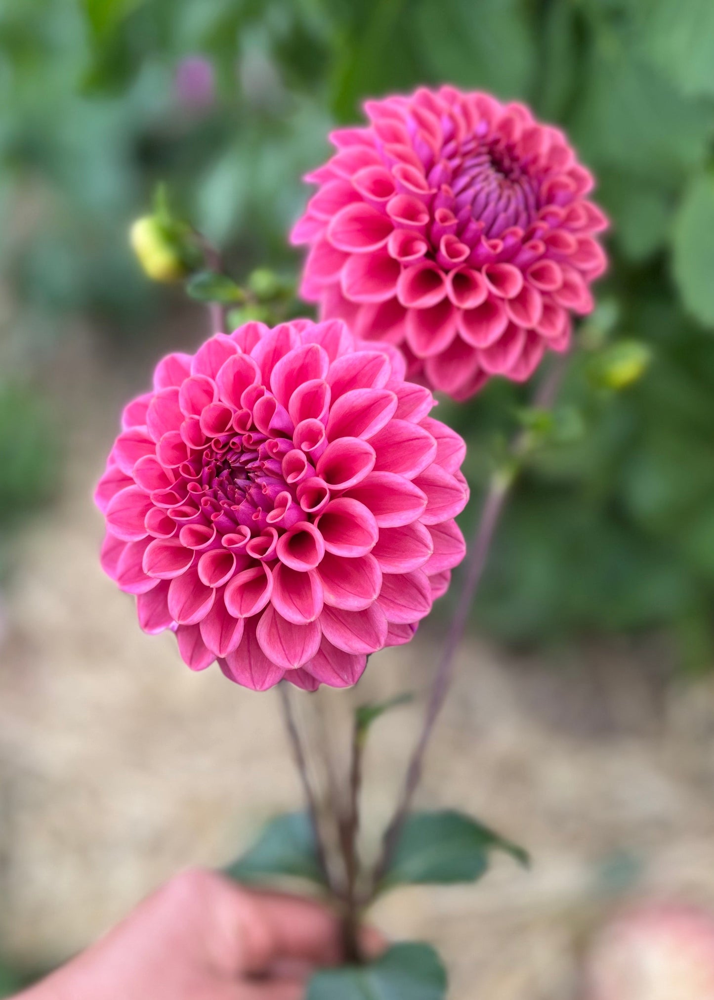 Dahlia 'Winkie Truffle'