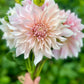 Farmgate Bunches ~ Medium Decorative Dahlias
