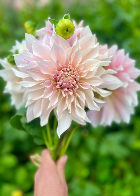 Farmgate Bunches ~ Medium Decorative Dahlias
