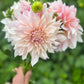 Dahlia 'Cafe au Lait'