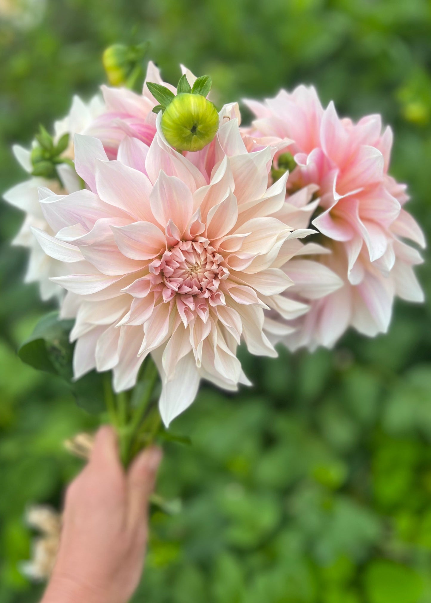 Dahlia 'Cafe au Lait'