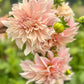 Farmgate Bunches ~ Large Decorative Dahlias