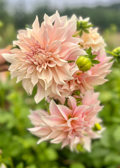 Farmgate Bunches ~ Large Decorative Dahlias