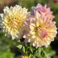 Farmgate Bunches ~ Giant Decorative Dahlias