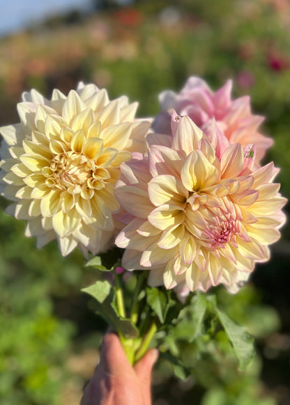 Farmgate Bunches ~ Giant Decorative Dahlias