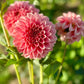 Farmgate Bunches ~ Miniature Decorative Dahlias