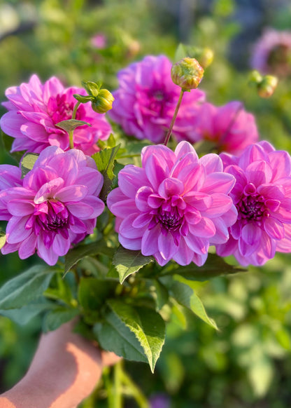 Farmgate Bunches ~ Waterlily Dahlias