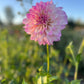 Dahlia 'Devon Pazazz'