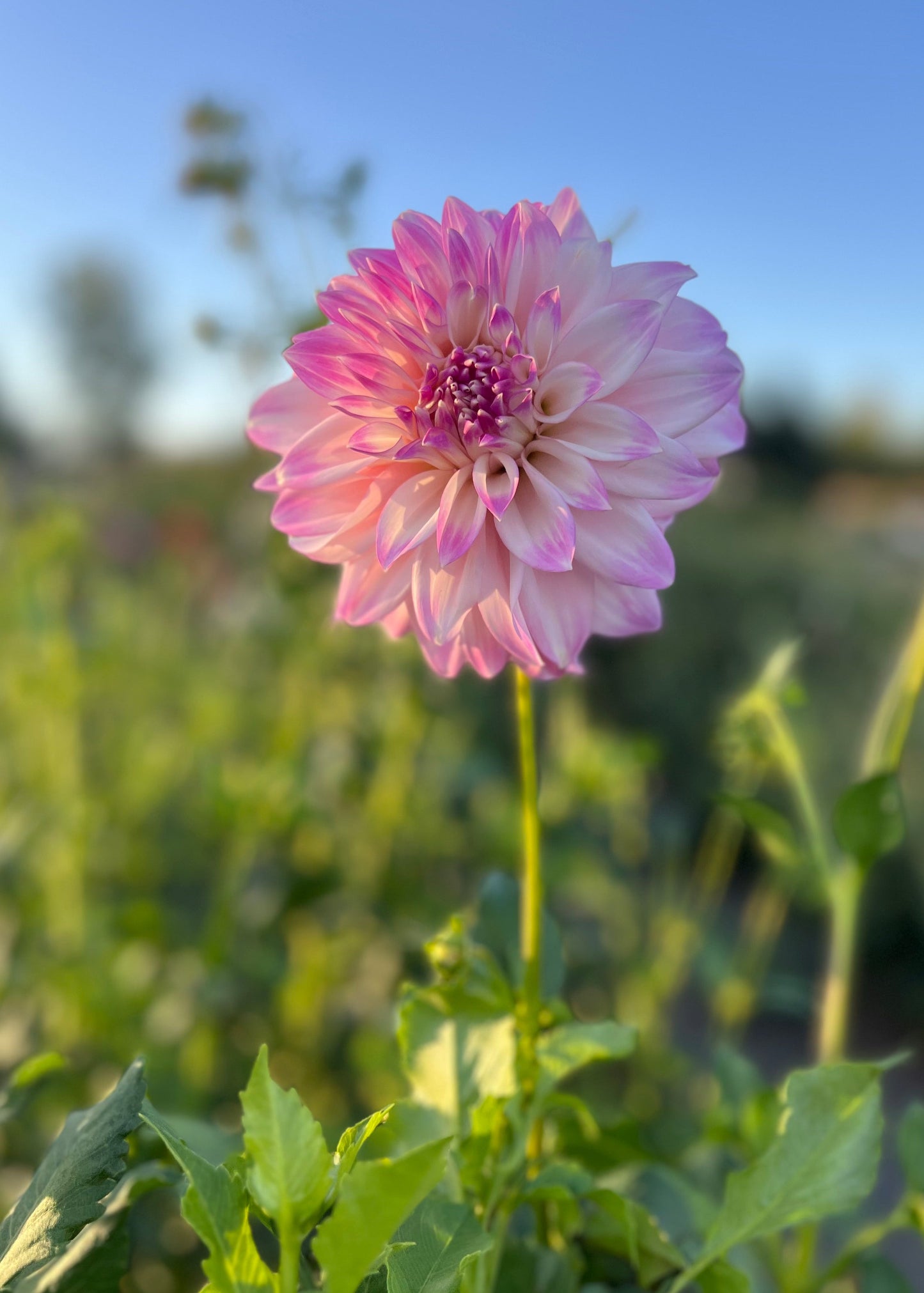 Dahlia 'Devon Pazazz'