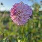 Dahlia 'Devon Pazazz'