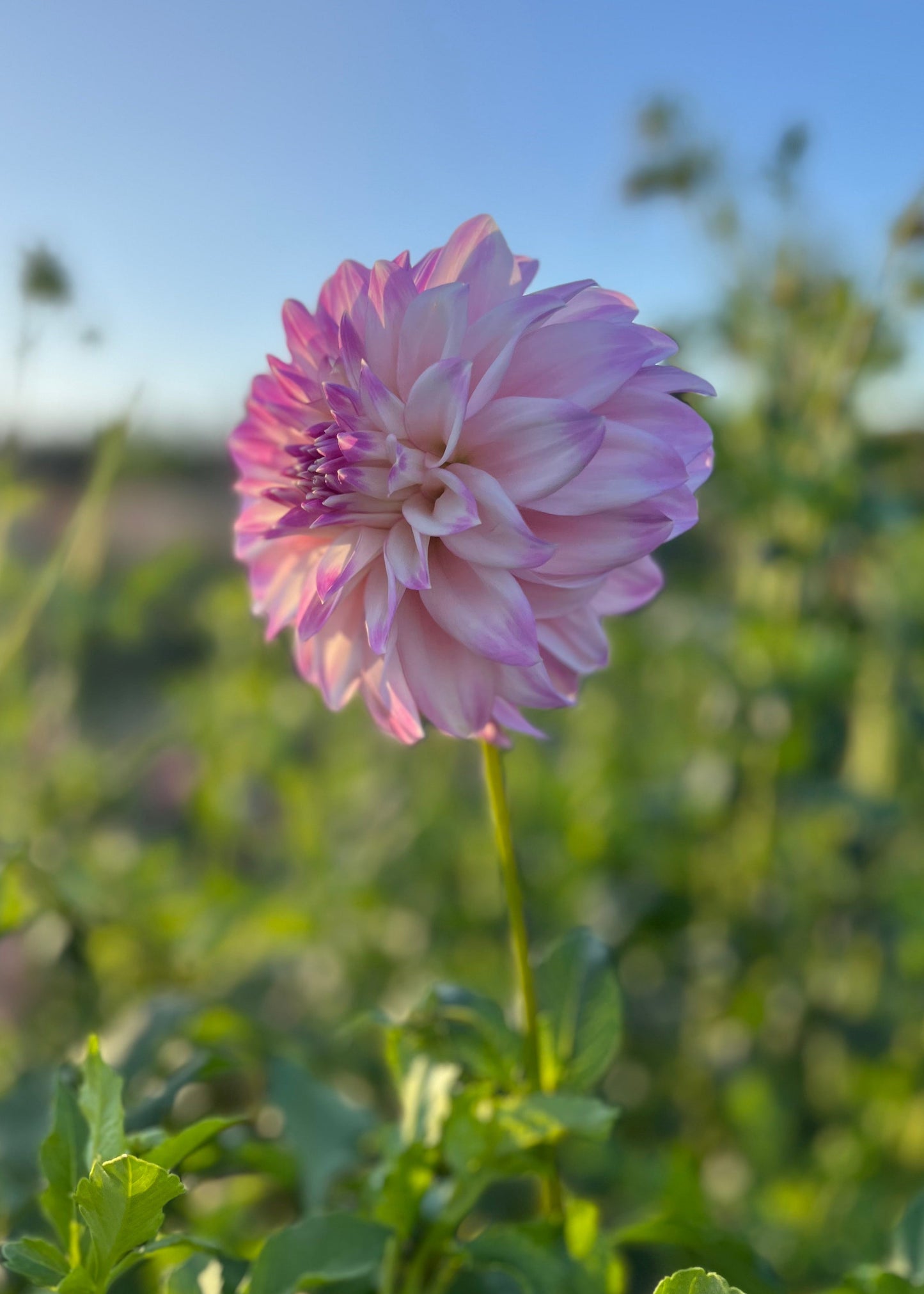 Dahlia 'Devon Pazazz'