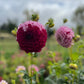 Dahlia 'Wine Dot'