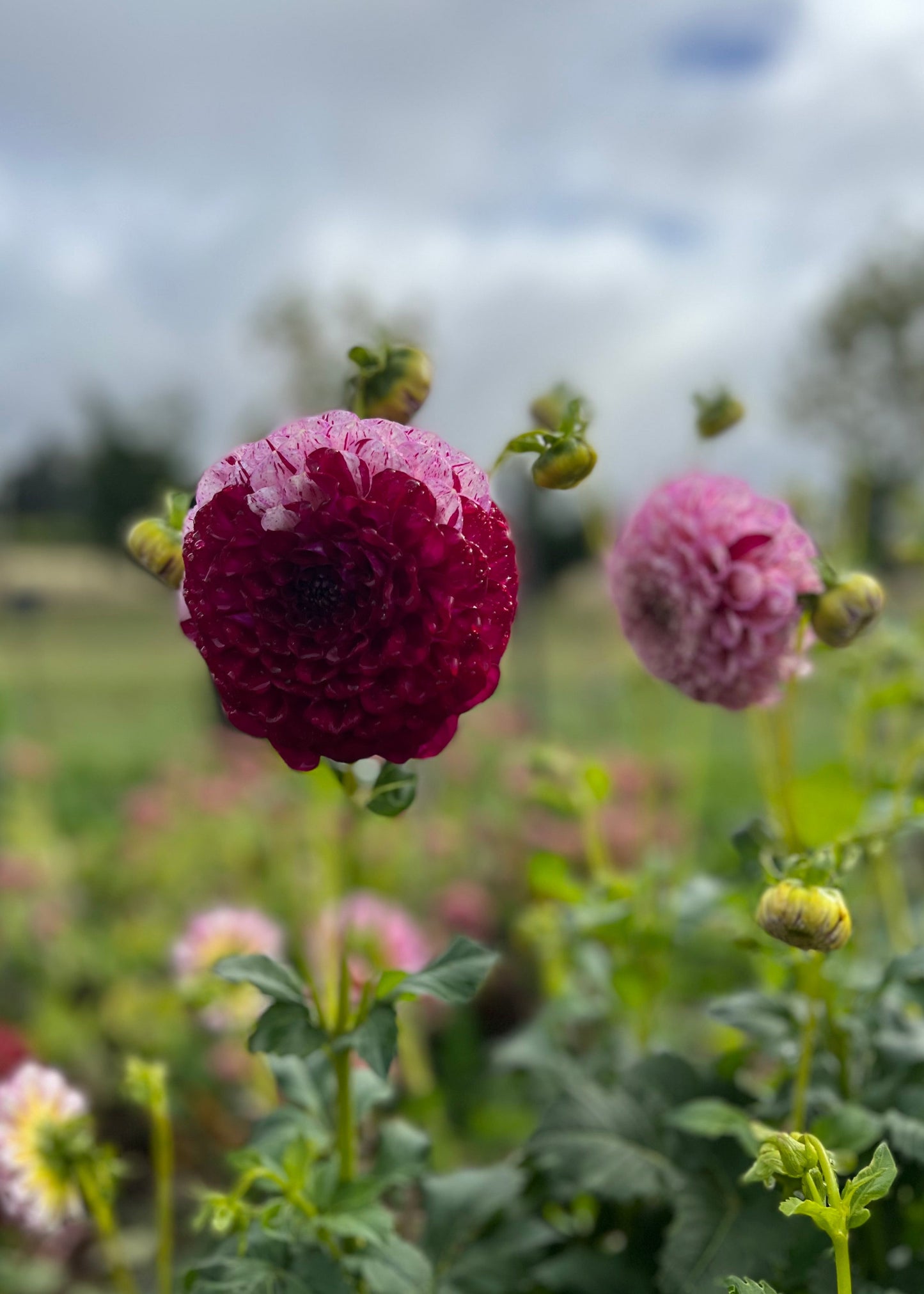 Dahlia 'Wine Dot'