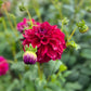 Dahlia 'Samda Princess'