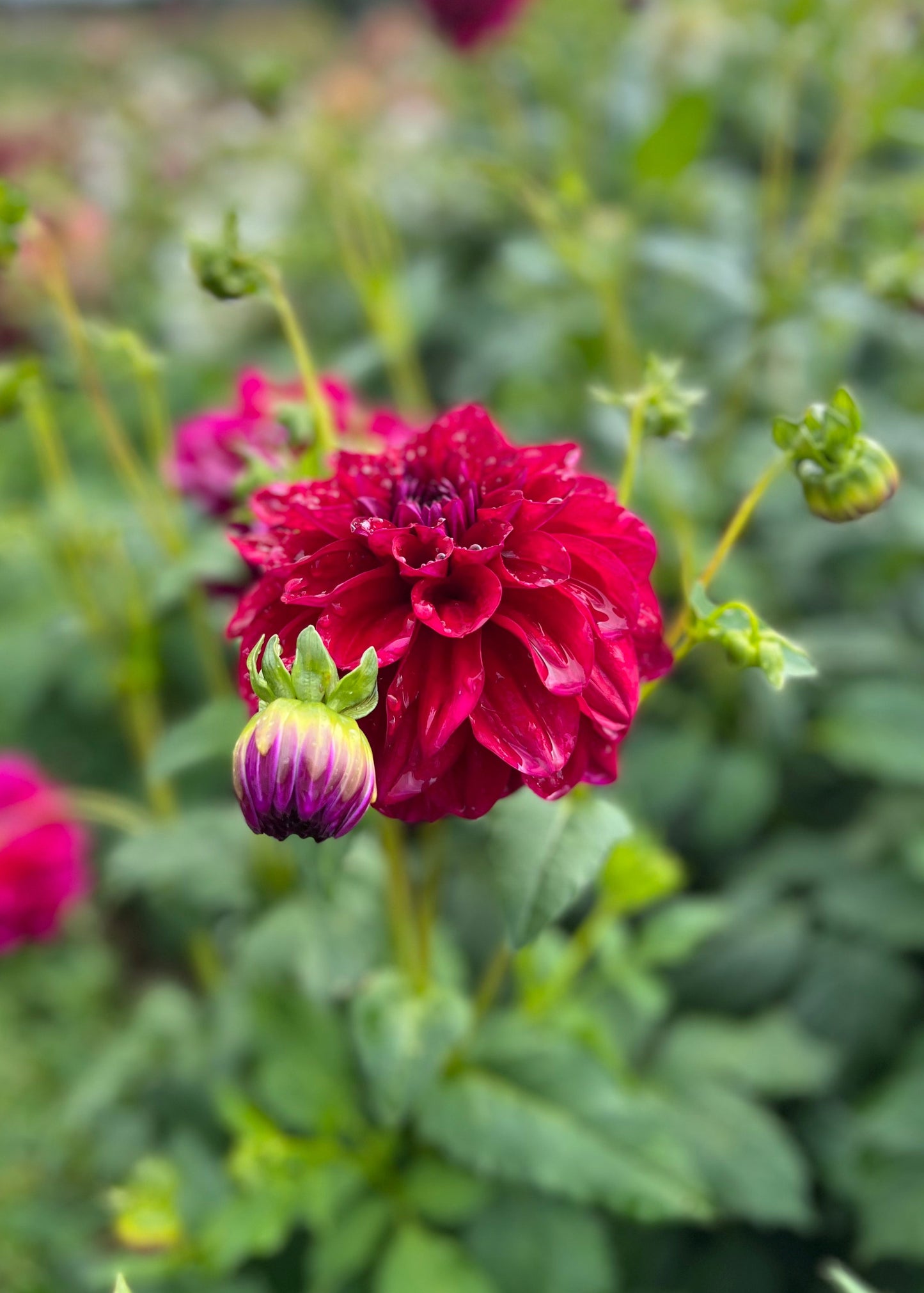 Dahlia 'Samda Princess'