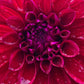 Dahlia 'Samda Princess'