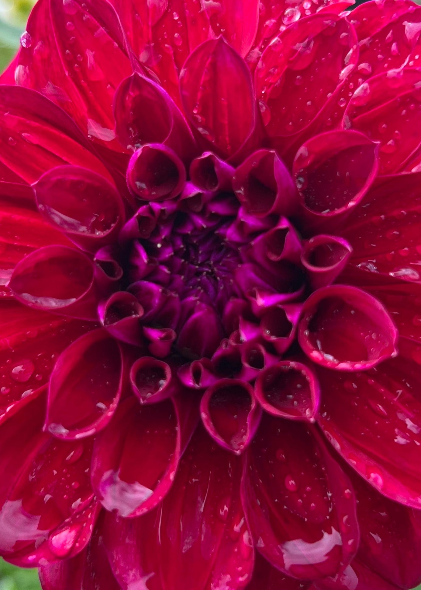 Dahlia 'Samda Princess'