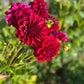 Dahlia 'Samda Princess'