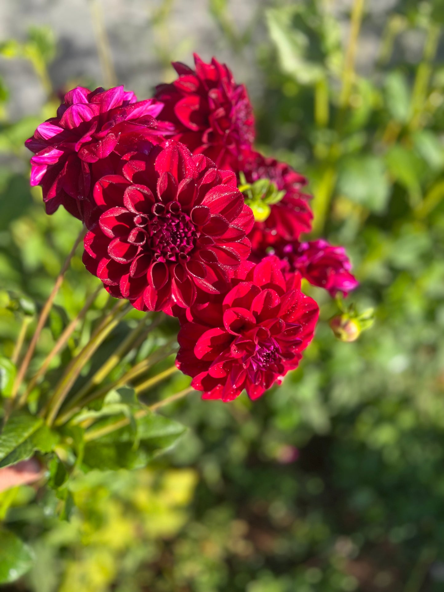 Dahlia 'Samda Princess'