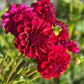 Farmgate Bunches ~ Small Decorative Dahlias