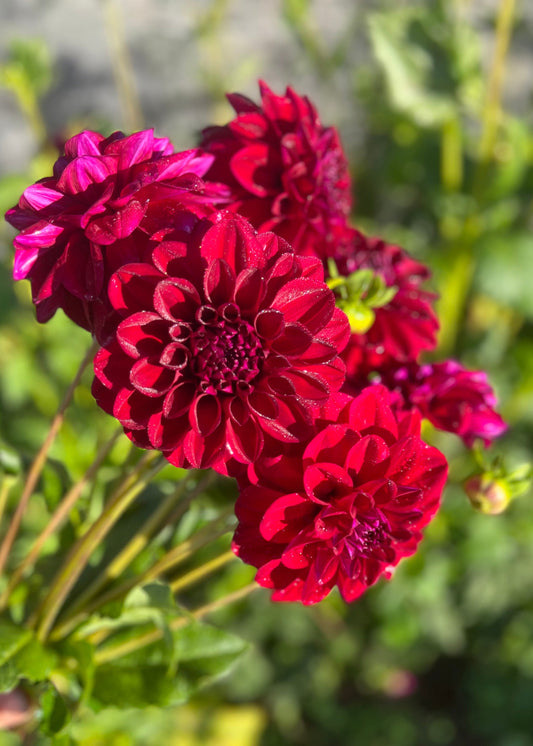 Farmgate Bunches ~ Small Decorative Dahlias