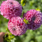 Farmgate Bunches ~ Ball Dahlias