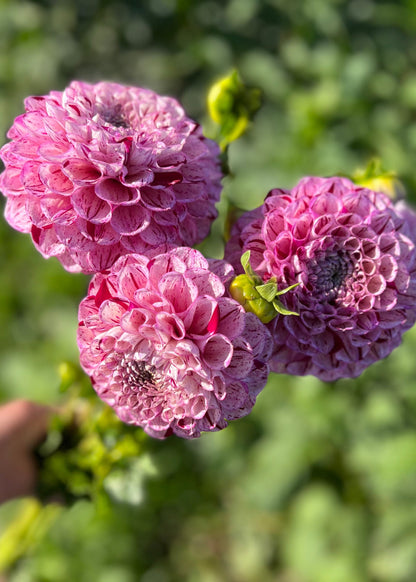 Farmgate Bunches ~ Ball Dahlias