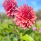 Farmgate Bunches ~ Small Decorative Dahlias