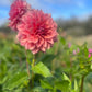 Dahlia 'Lileah Caramel Rose'