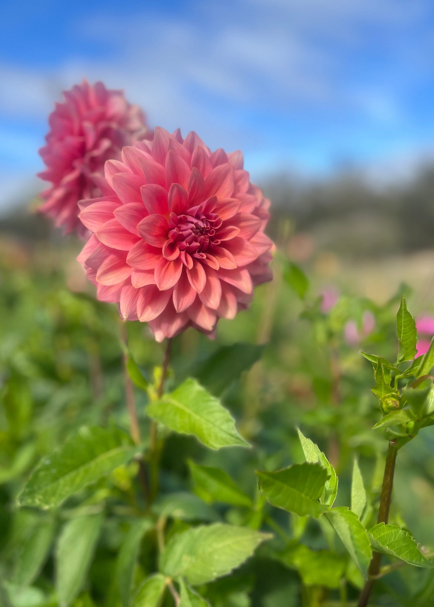 Dahlia 'Lileah Caramel Rose'