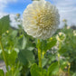 Dahlia 'Glenmarc Francis'