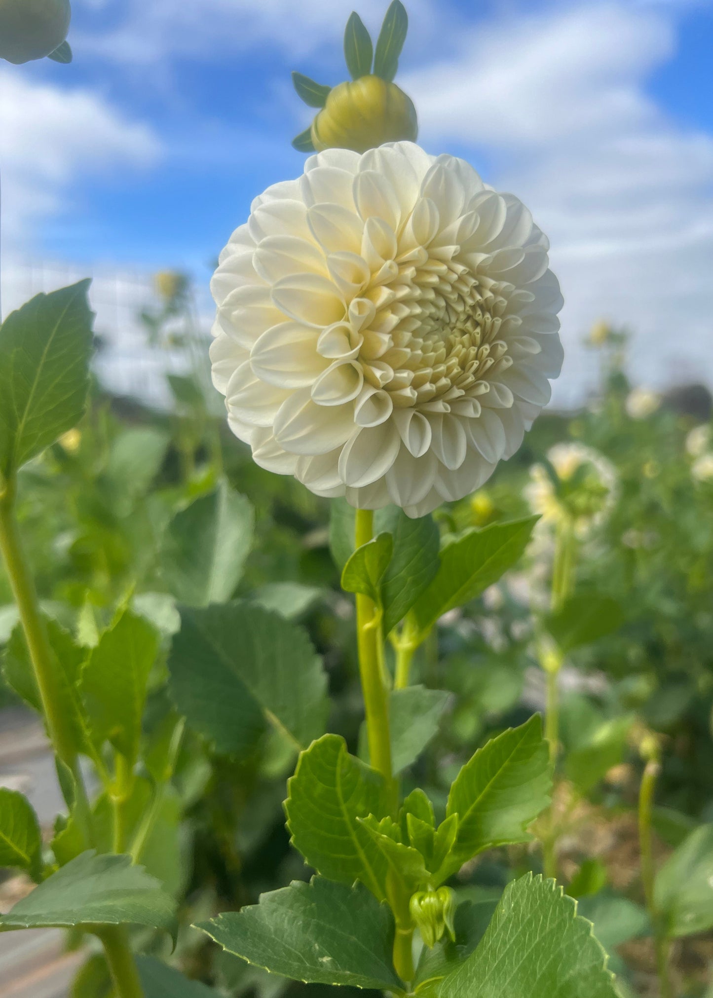 Dahlia 'Glenmarc Francis'