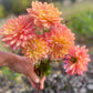 Farmgate Bunches ~ Waterlily Dahlias