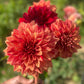 Farmgate Bunches ~ Giant Decorative Dahlias