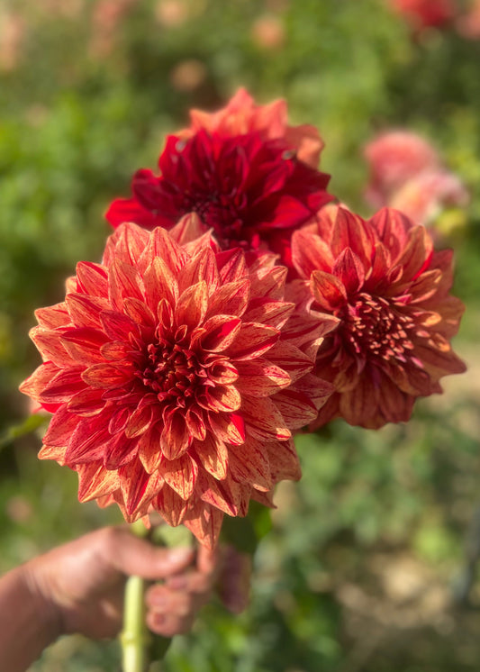 Farmgate Bunches ~ Giant Decorative Dahlias