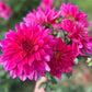 Farmgate Bunches ~ Medium Decorative Dahlias
