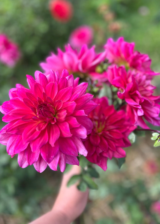 Farmgate Bunches ~ Medium Decorative Dahlias
