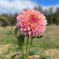 Dahlia 'Kotara'