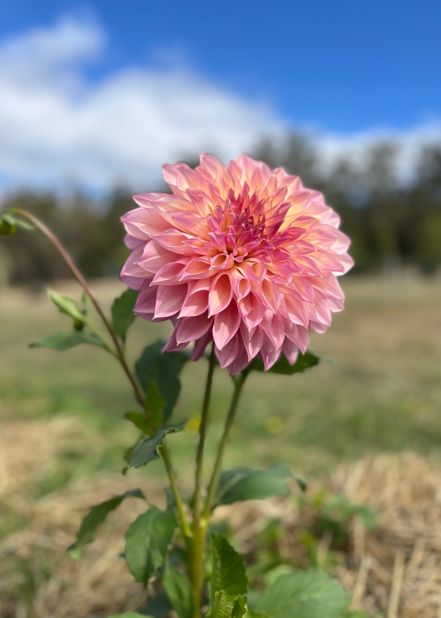 Dahlia 'Kotara'